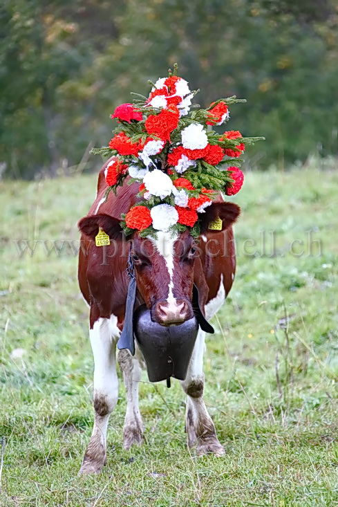 Vaches avec leurs chapeaux