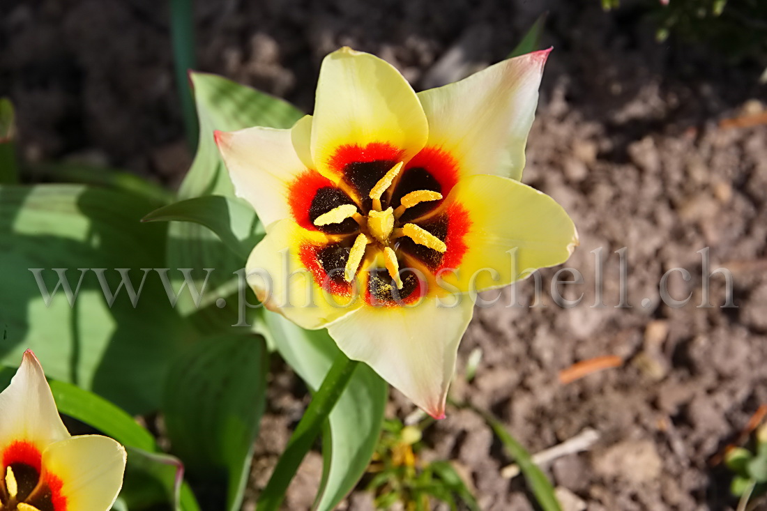 Tulipe printanière
