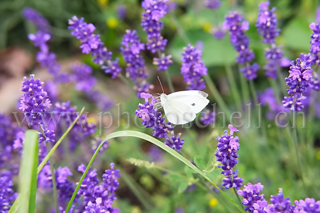 Papillon blanc butinant la lavande